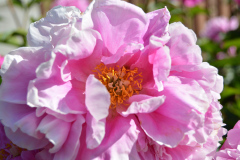 2021_06_macro29